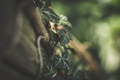 微距摄影的绿叶藤蔓
